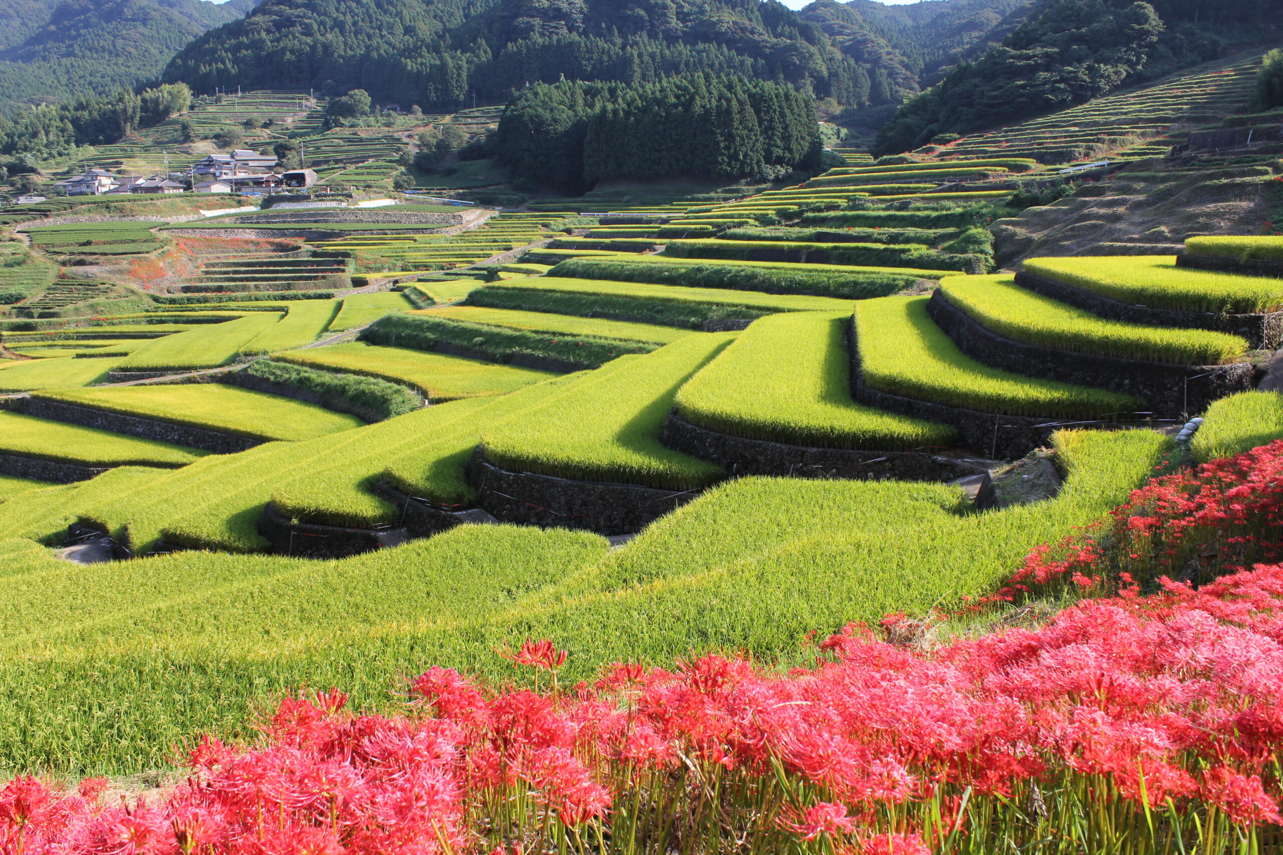 鬼木の棚田