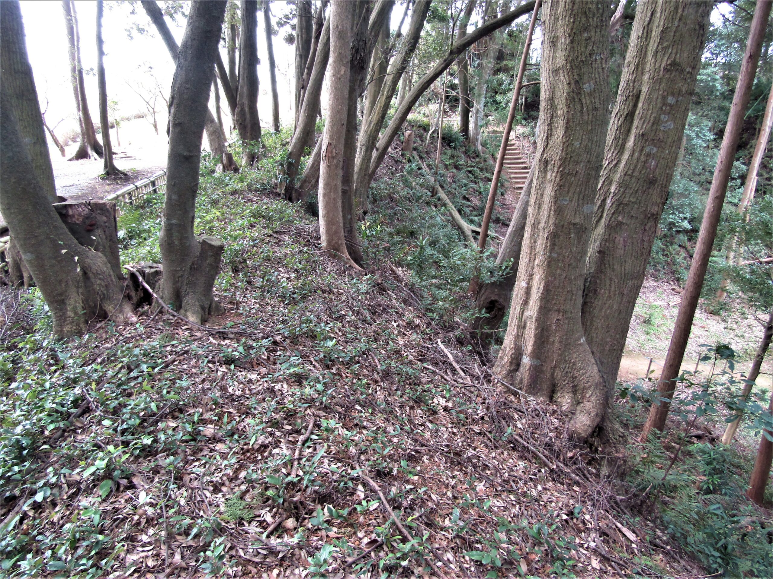中尾城跡(土塁)